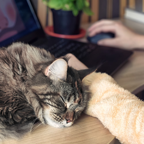 Edmonton web developer